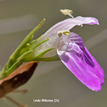 Justicia divaricata